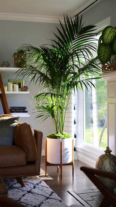 10 Plant For Living Room Corner HOMYRACKS