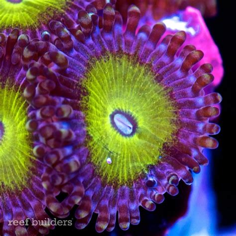 Cherry Corals Latest Crop Of Extreme Zoanthid Closeups Will Melt Your