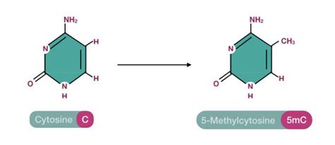 What Is Dna Methylation