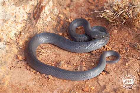 Brown House Snake African Snakebite Institute