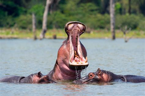 Wildlife Spotlight Hippos Thomson Safaris