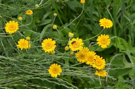 Yellow Flowers Of Cota Tinctoria Plants Golden Marguerite Anthemis