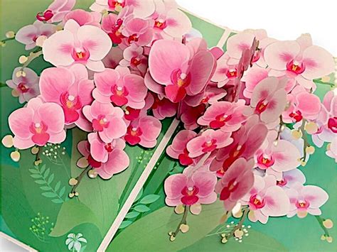 Pink Orchids Pop Up Card Masses Of Orchids 3d Orchid Birthday