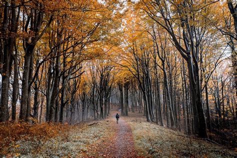 Foreste Casentinesi Cosa Vedere Luoghi Da Non Perdere