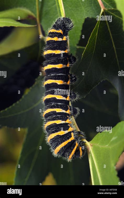 Silk Moth Larvae Rothschildia Schreiteriana Stock Photo Alamy