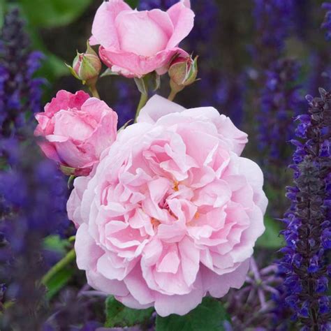 Inglise Roos ‘mary Rose Rannamõisa Aiasalong
