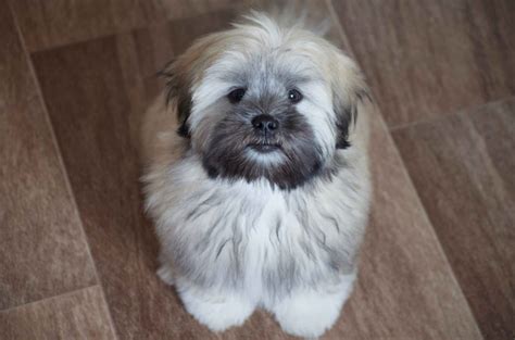 Professional grooming tips for Lhasa Apso dogs - LhasaLife