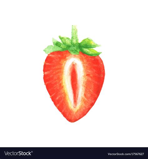 Watercolor Half Of Strawberry Royalty Free Vector Image