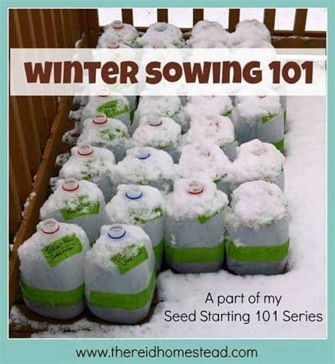 Seed Starting Winter Sowing A Simple Step By Step Guide The