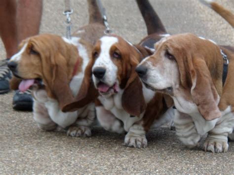 Pin By Just My Favorite Pins On Basset Hounds Basset Hound Dog