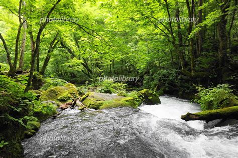 初夏の奥入瀬渓流 写真素材 4556196 フォトライブラリー Photolibrary