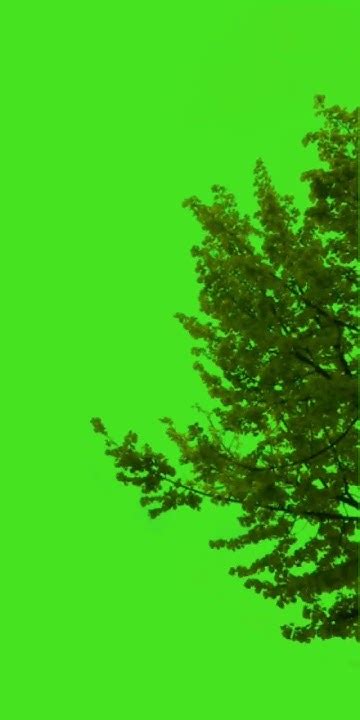 Tree Green Screen Tree Falling With Plants Green Screen Effect Video Kinemastereffect