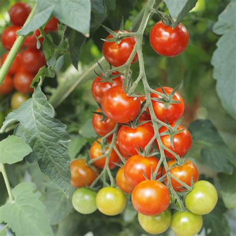 La Gu A Definitiva Cu Ndo Sembrar Los Tomates Para Obtener Una Cosecha