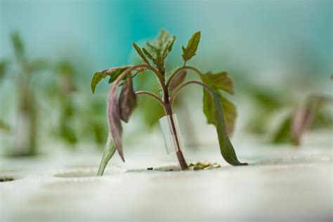 Het Enten Van Komkommers Instructies Onderstammen En Planten Agri World