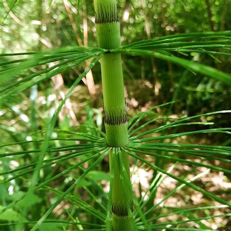 Horsetail (Equisetum arvense) extract | Skincare ingredient | Skin care products