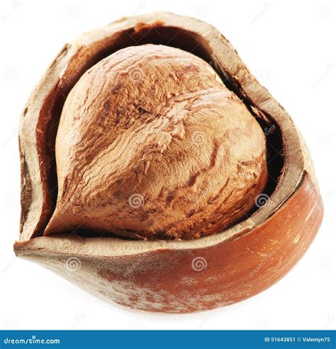 Half Of Hazelnut Stock Image Image Of Food Hazelnut 51643851