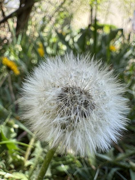 Dandelion Flower Nature Free Photo On Pixabay Pixabay