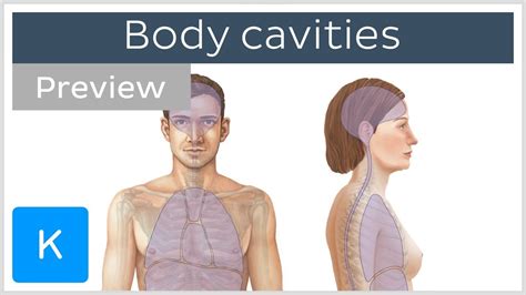 Cavities Of The Body Location And Contents Preview Human Anatomy