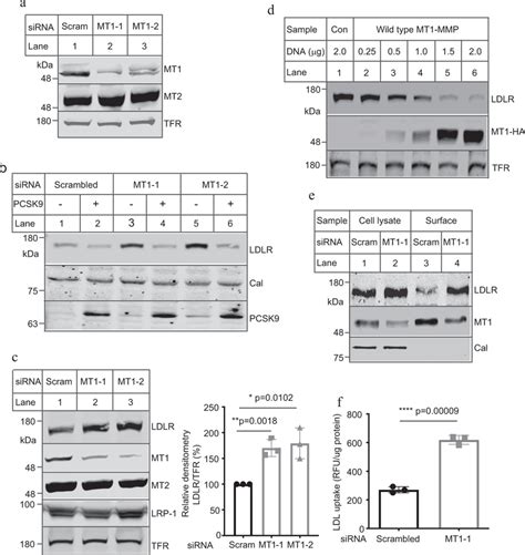 Mt1 Mmp Mediated Ldlr Degradation A Knockdown Of Mt1 Mmp Expression