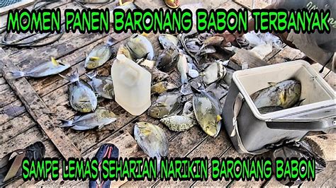 Momen Panen Baronang Terbanyak Jangan Ditonton Takut Pada Ngiler