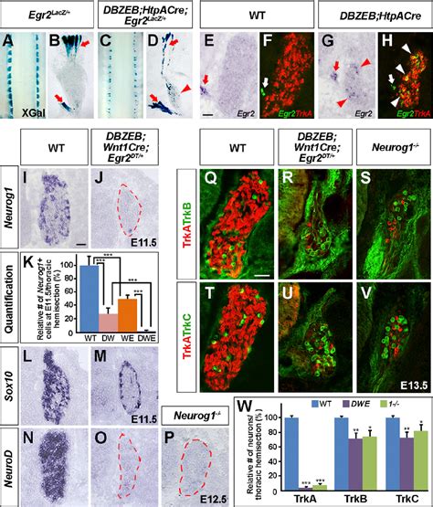 Combined Dbzeb Expression And Bcc Ablation Lead To Entire Depletion Of