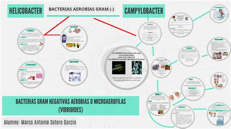 Bacterias Gram Negativas Aerobias O Microaerofilas By Marco Antonio Soero Garcia On Prezi