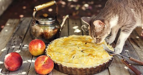 Recetas Caseras Para Gatos