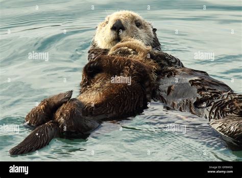 Baby Sea Otter Holding Hands