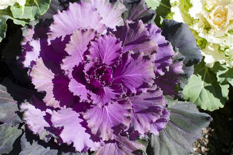 Head Of Fresh Purple Cabbage Free Stock Image