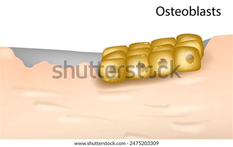 Differentiation Primary Human Osteoblasts Cells Osteoblasts Stock