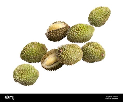 Many Ripe Durian Fruits Falling On White Background Stock Photo Alamy