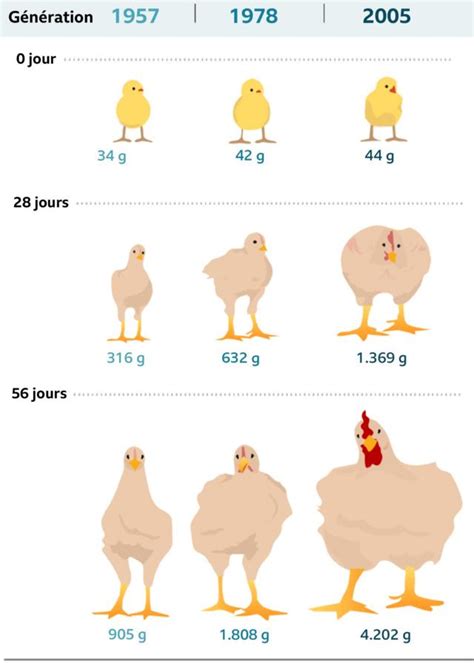 Industrie Alimentaire Le Poulet Que Vous Mangez A Vu Sa Taille