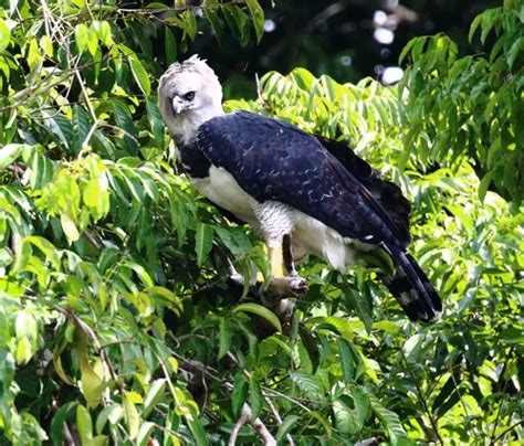 Harpy Eagle Of Tambopata Amazon Rainforest Harpy Eagle