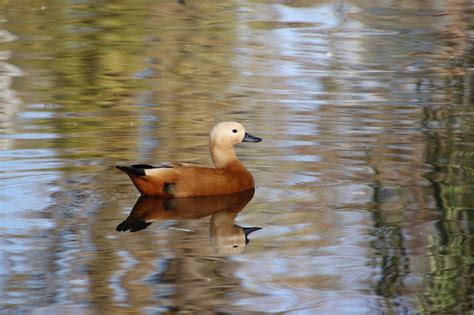 Ruddy Shelduck Bird Duck Water Free Photo On Pixabay Pixabay