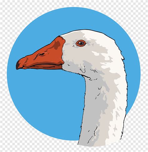 Рисунок гуся, гусь, животные, фотография png | PNGEgg