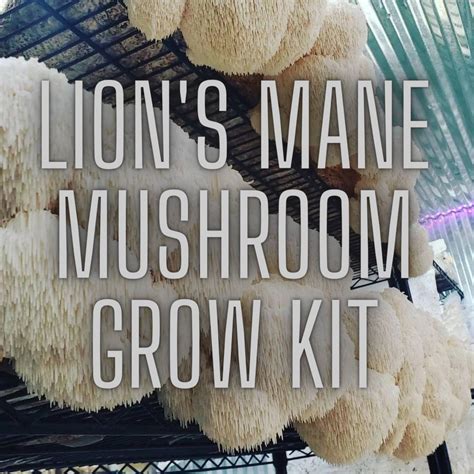 Lions Mane Mushroom Grow Kit Mushroommesa