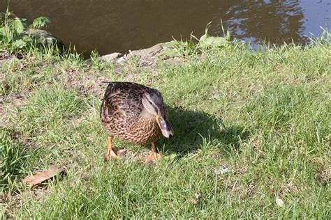 Canard Oiseau D Eau Colvert Photo Gratuite Sur Pixabay Pixabay