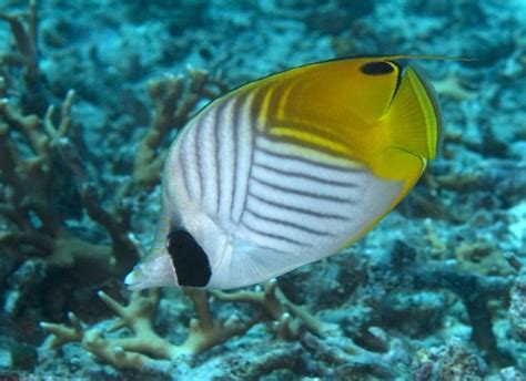 Photos Of Butterflyfishes Chaetodontidae Marine Fish Underwater