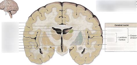 Cerebral Nuclei Diagram Quizlet