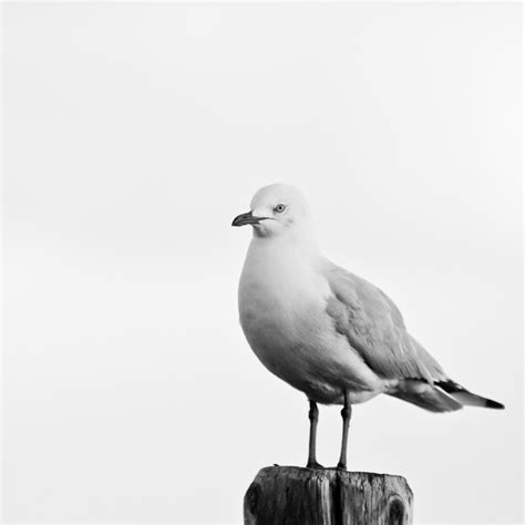 Banco de imagens pássaro asa Preto e branco Ave marinha gaivota