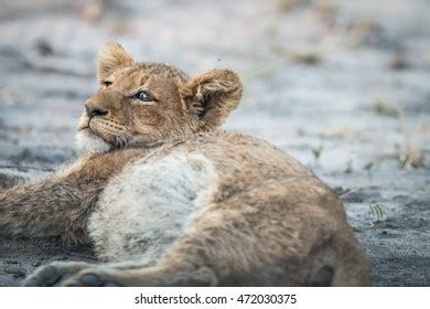 Lion Cub Laying Down Kruger National Stock Photo 472030375 | Shutterstock