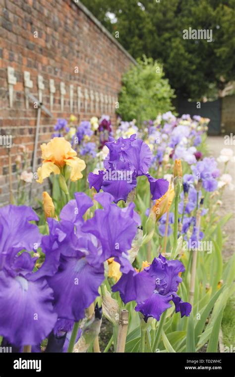 Tall Bearded Iris In May Tall Bearded Iris Collection By Breeder