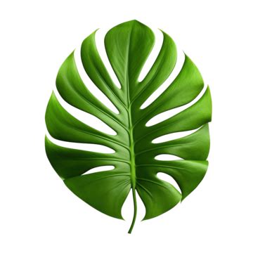 Green Monstera Leaf Isolated Transparency Background Tropical Leaves