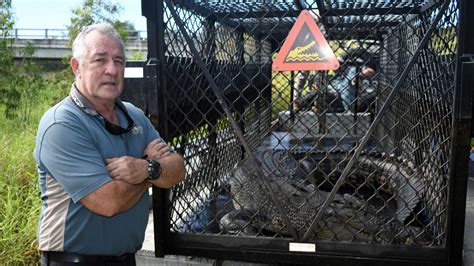 Cattle Creek Saltwater Crocodile Captured Between Townsville Ingham