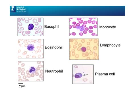 Blood Composition Diagram Quizlet