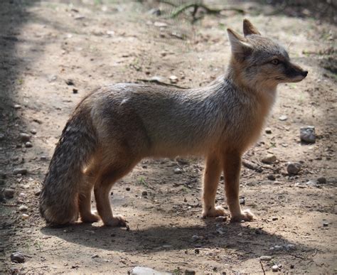 Corsac Fox Vulpes Corsac 2019 04 06 Zoochat