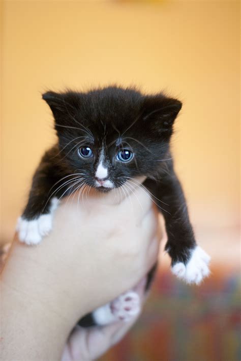 White Male Cats For Adoption