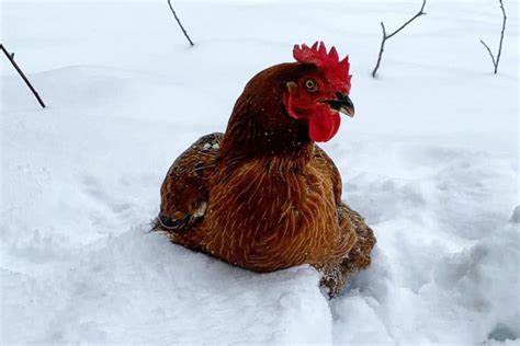 How Cold Is Too Cold For Your Chickens