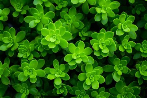 Premium Photo The Fascinating Background Of The Green Potted Sedum
