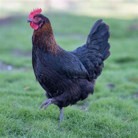 Maran Black Copper Female Welp Hatchery